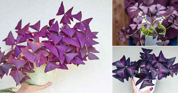 Comment cultiver une plante de trèfle violet dans n'importe quelle maison | Oxalis triangularis Care