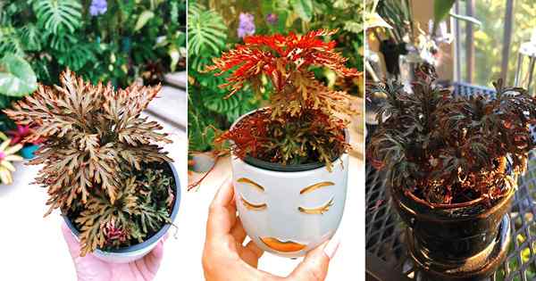 Cómo cultivar plantas de helecho rojos