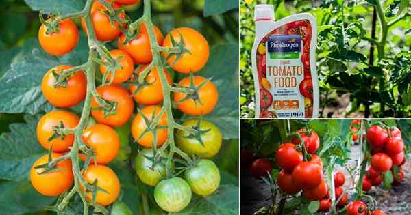 Cómo cultivar tantos tomates en tan poco espacio | La mejor manera de cultivar tomates