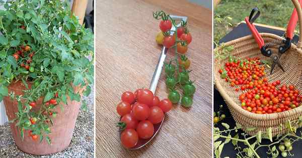 Cara Menumbuhkan Tomato Spoon (Tomato Terkecil Dunia)