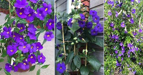 Cómo cultivar thunbergia erecta | Cultivo de bush clockvine