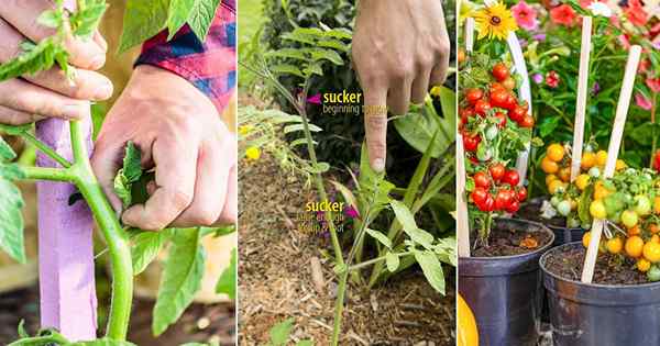 Cara menanam tomato dari penyedut