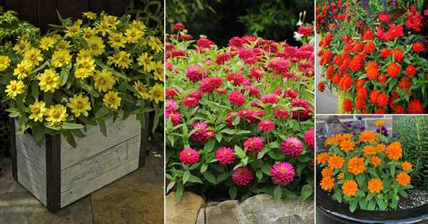 Cómo cultivar Zahara Zinnia | Las mejores variedades de Zahara Zinnias