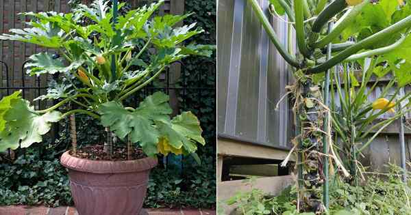 Comment cultiver des courgettes verticalement pour économiser de l'espace et une récolte illimitée