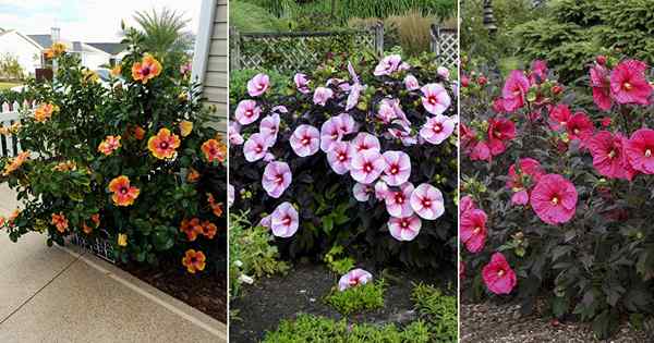 Wie man Hibiskus blüht | 10 Hibiskus Blütespitzen