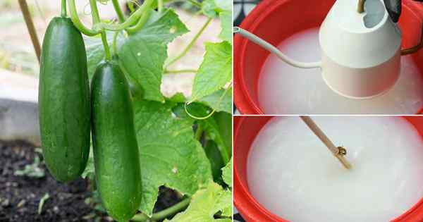 Como fazer um poderoso fertilizante de levedura caseira para plantas de pepino