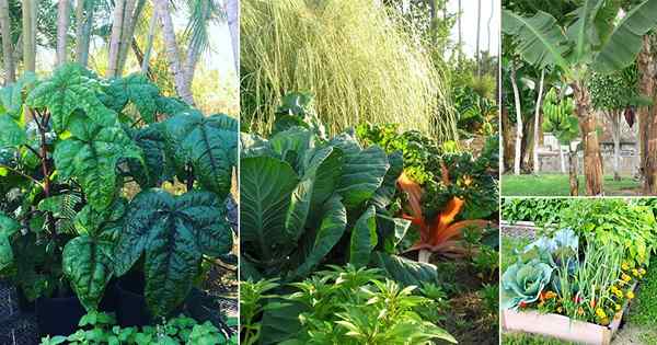 Comment faire un jardin comestible tropical + 30 meilleurs légumes tropicaux