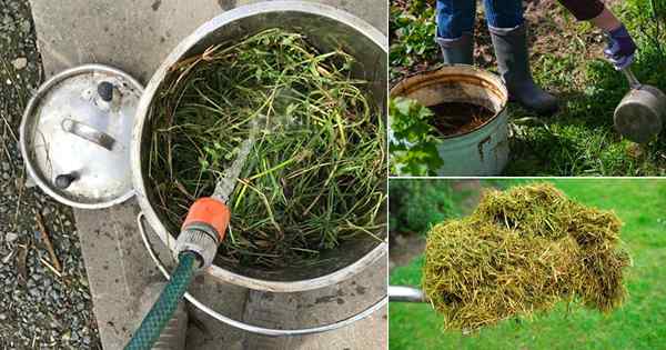 Como fazer fertilizante de chá de corte de grama líquida