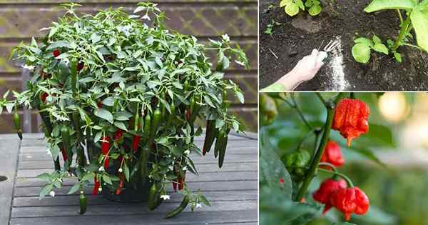 Cómo hacer que las plantas de pimienta sean más calientes | 9 pasos para los chiles picantes picantes