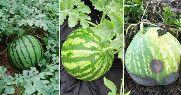 Cara memilih semangka yang bagus | 6 tips penting