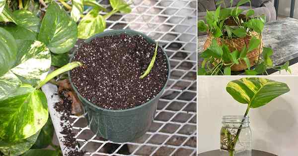 Wie man Pothos verbreitet | Pothos -Propagationshandbuch