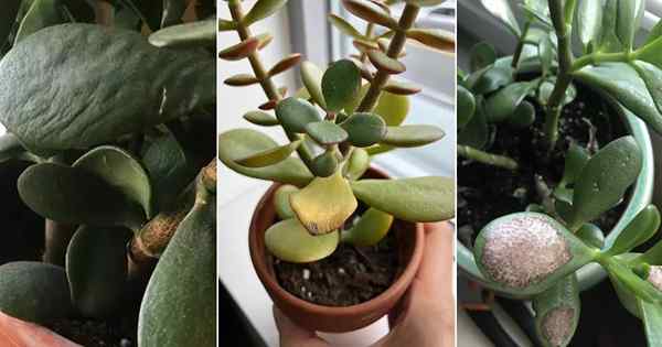 Como salvar uma planta de jade moribunda | 10 Problemas e soluções da crassula ovata