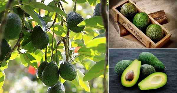 Ist Avocado ein Obst oder Gemüse?