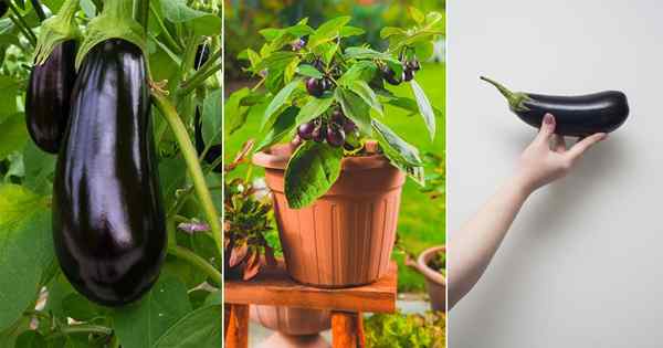 Les aubergines sont-elles un légume ou des fruits | L'aubergine est-elle une baie?