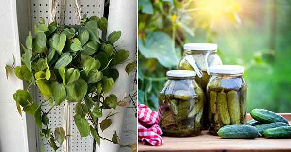 Le jus de cornichon est-il bon pour les plantes | 7 Utilisations de jus de cornichons pour le jardin