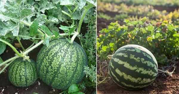 Ist Wassermelone ein Obst oder ein Gemüse