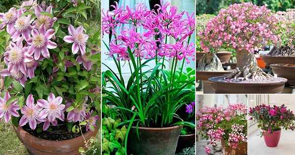 Liste de 79 types de noms de plantes de fleurs roses | Meilleures fleurs roses