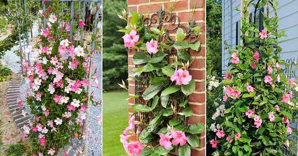 Mandevilla Splendens Care and Growing Guide