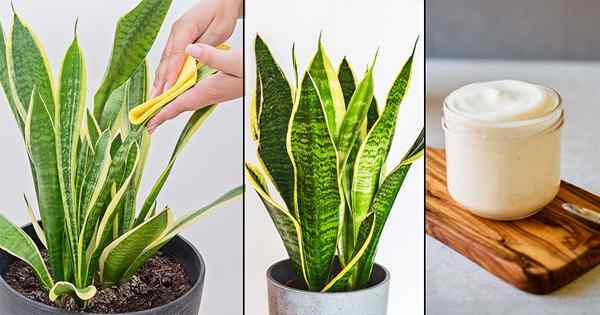 Mayonnaise Super Trick für schöne Zimmerpflanzen