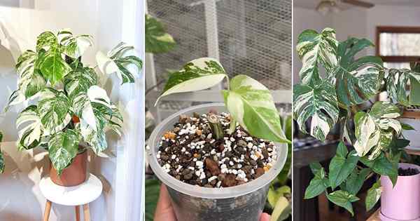 Monstera Albo Care dan Growing Guide