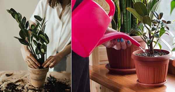 No More Houseplants Dead 5 Tip Paling Penting untuk Pembunuh Tanaman Dalam Ruangan