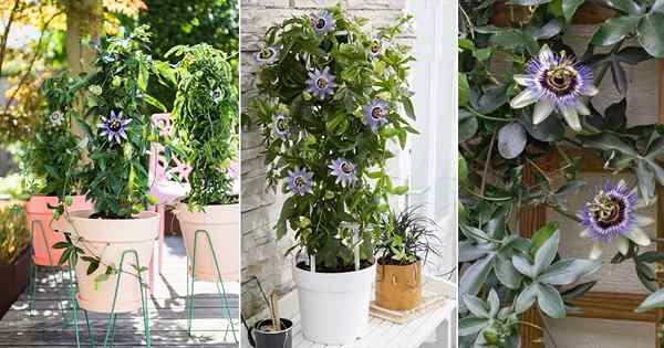 Passiflora Caerulea Care | Informacje o uprawie Blue Passionflower