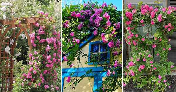 Peggy Martin Climbing Rose Care e Información de crecimiento