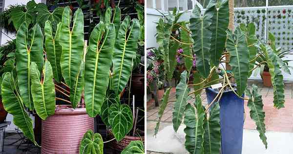 Philodendron Atabapoense vs. Billietiae As principais diferenças