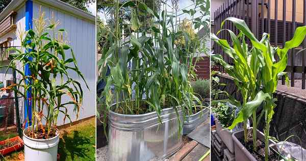 Pflanzen und Anbau von Mais in Behältern