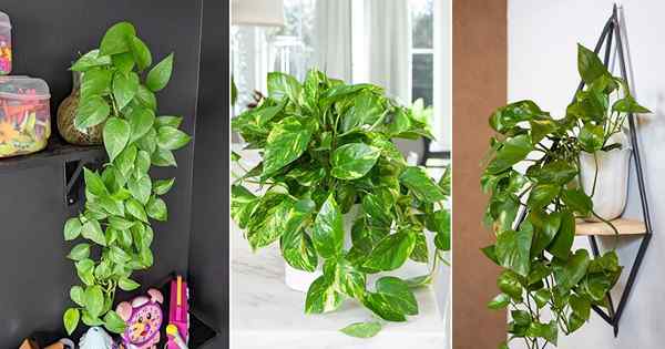 Pothos Plant Care | Crescendo Pothos dentro de casa