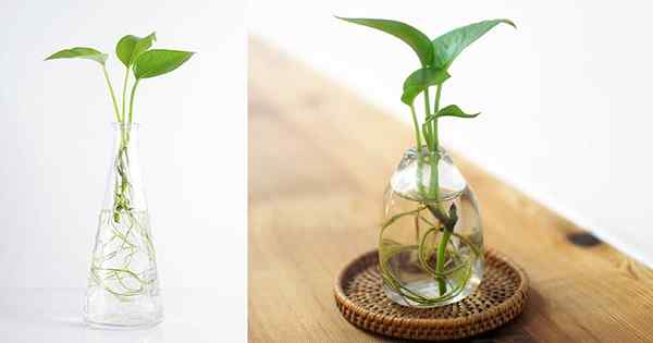 Propagierung und Anbau von Pothos in Wasser