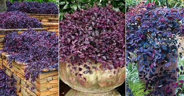 Purple Diamond Loropetalum Care