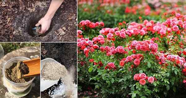 Mettez ces 10 choses dans votre trou de plantation de rose pour plus de fleurs