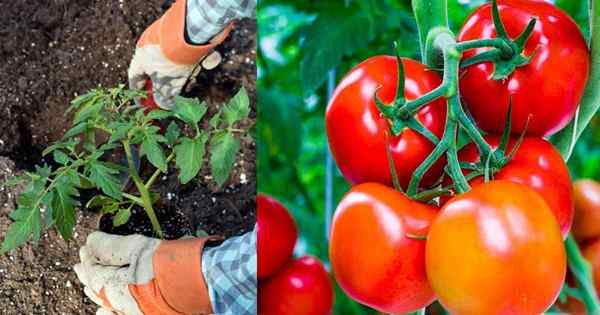 Pon estas 8 cosas en tu agujero de plantación de tomate para los mejores tomates de la historia