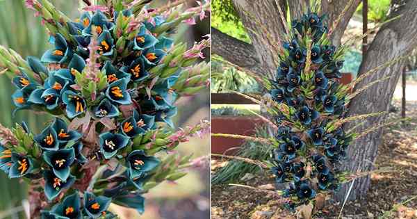 Puya alpestris Care | Informasi Tanaman Menara Sapphire