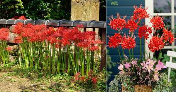 Care Care i uprawy Red Spider Lily