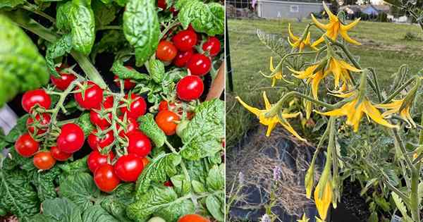 Kitzeln Sie Ihre Tomatenpflanze wie diese für Stoßfängerernte