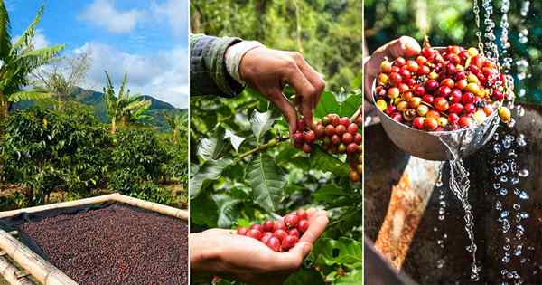 Consejos superiores para cosechar café