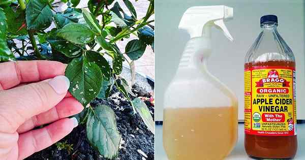 Utilisation du vinaigre de cidre de pomme pour les ravageurs