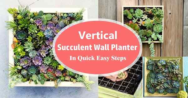 Planteur mural succulent vertical en étapes faciles rapides | Cadre succulent bricolage