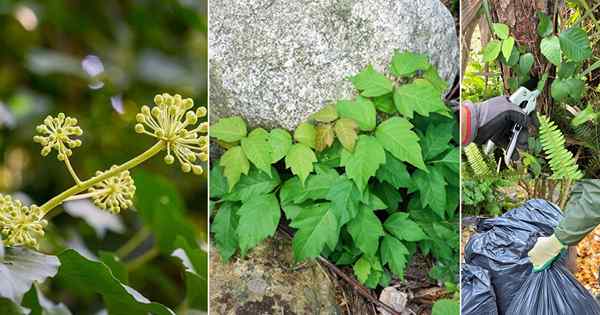 Wie sieht Gift Ivy aus + Wie kann man Gift Ivy Plant loswerden?