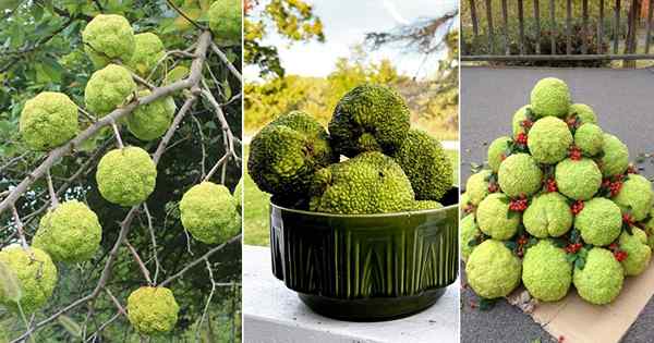 Was ist ein Hecke Apfel | Sind Hedge -Äpfel essbar