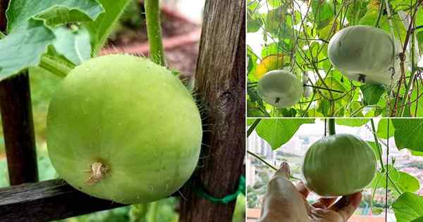 Qu'est-ce que Tinda Vegetable | Tinda Informations croissantes