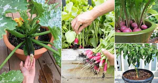 Qué verduras plantar en marzo | La mejor guía de productos de marzo