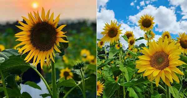 Wann blühen Sonnenblumen in Texas?