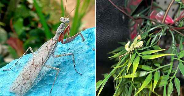 Weißer Betenmantis Bedeutung und Information