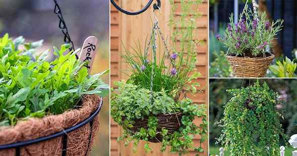 12 meilleures herbes pour les paniers suspendus | Herbes suspendus