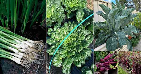 16 melhores vegetais que estão prontos para colher em menos de 2 meses!