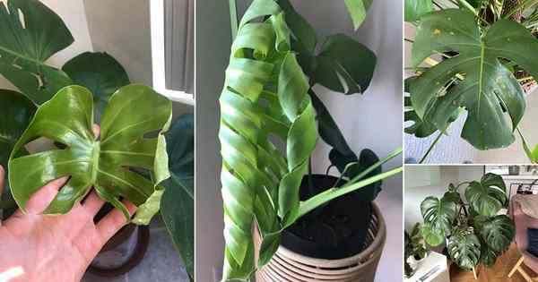 17 problemas comuns de plantas de Monstera e suas soluções