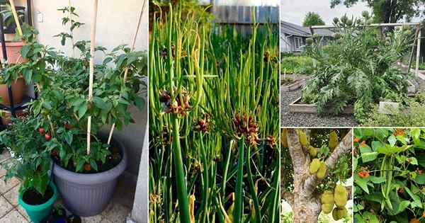 18 verduras perennes que puedes plantar una vez y disfrutar durante años